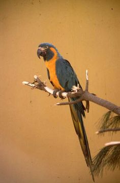 Image of Blue-throated Macaw