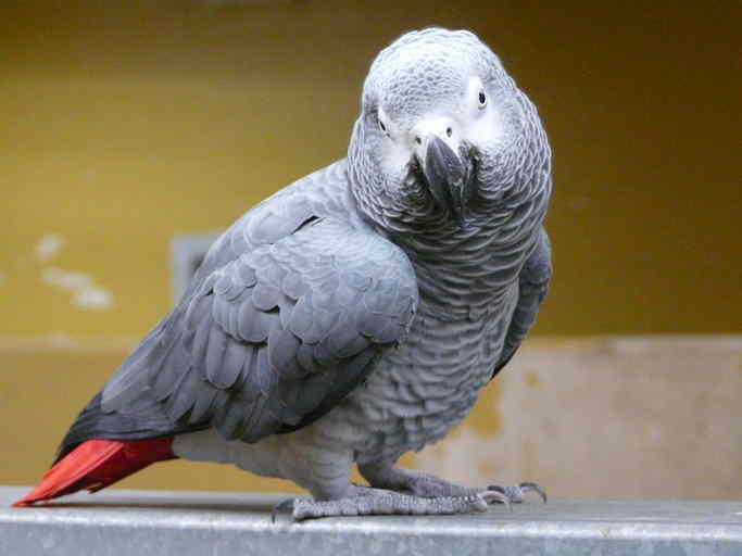 Image of Grey Parrot