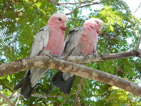 Image of Galah