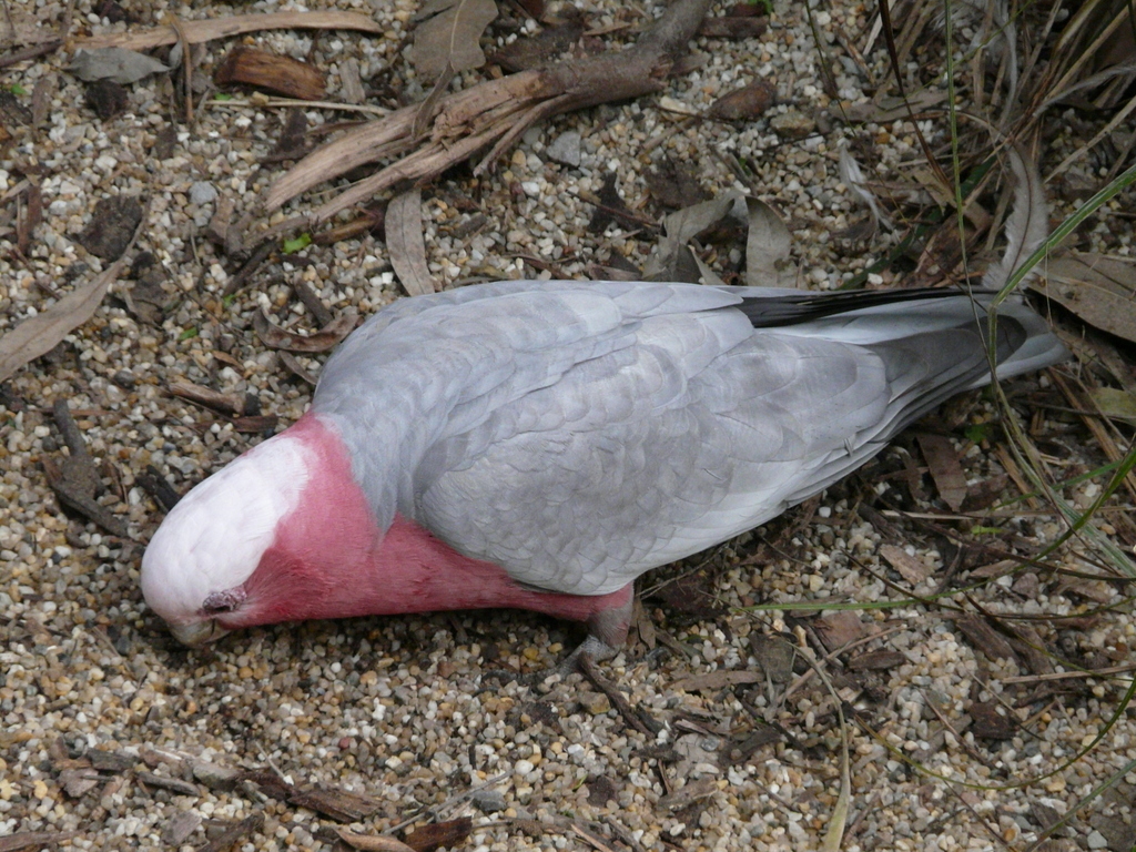 Image of Galah