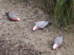 Image of Galah