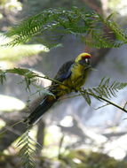 Image de Perruche à ventre jaune