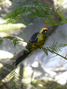 Image of Green Rosella