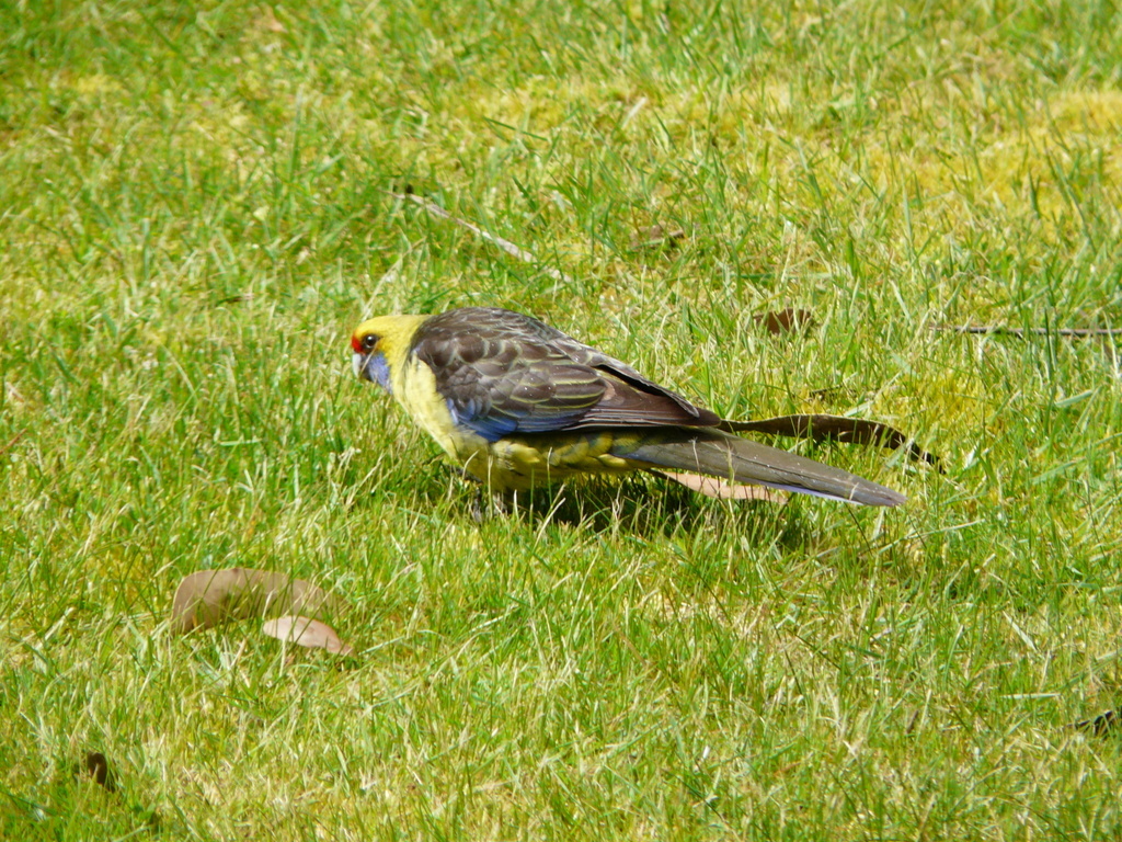 Image de Perruche à ventre jaune