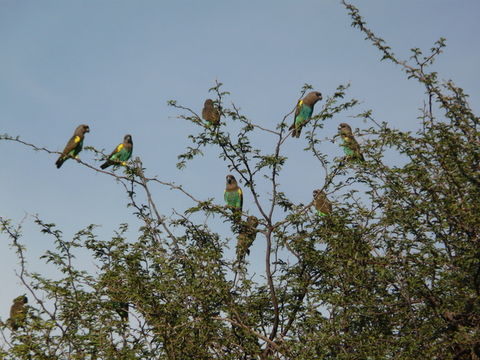 Image of Brown Parrot