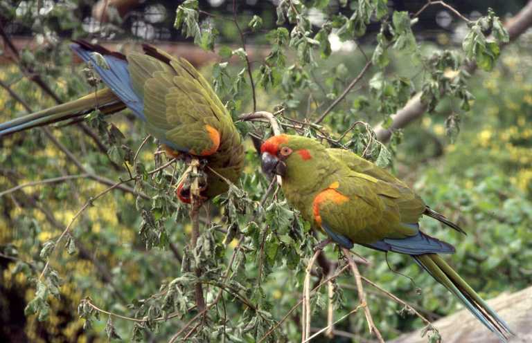 Image of Red-fronted Macaw