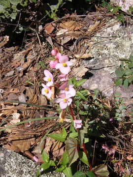 Image of Begonia gracilis Kunth