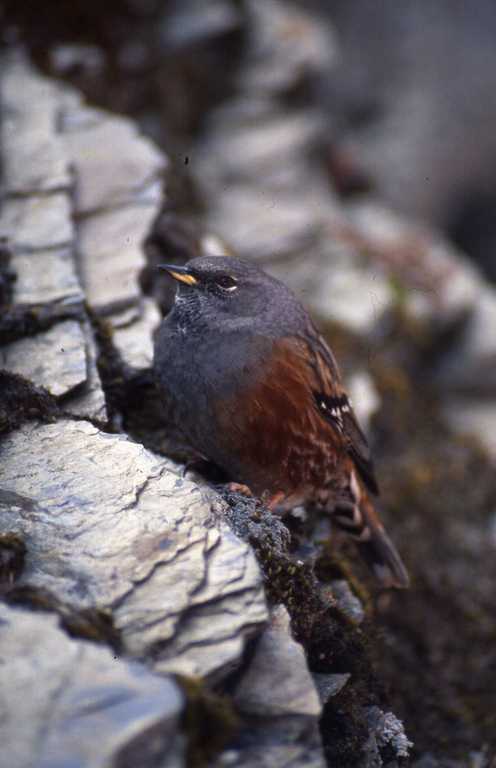 Image of Alpine Accentor