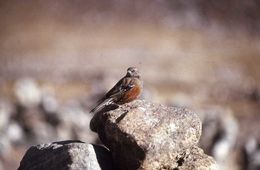 Image of Alpine Accentor