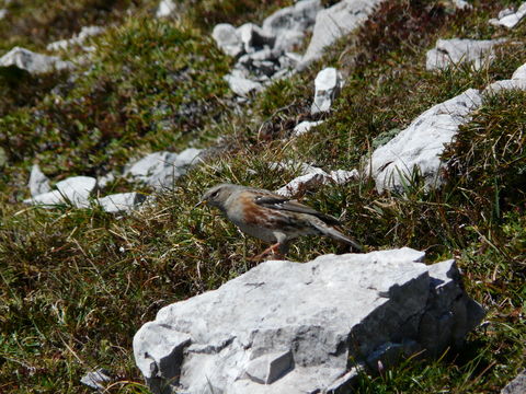 Image of Alpine Accentor