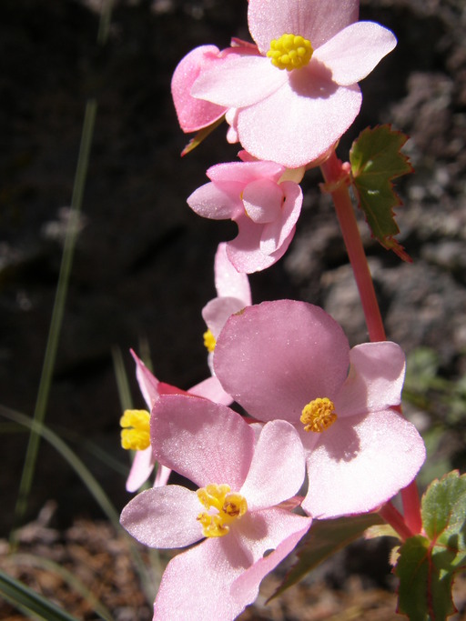 Image of Begonia gracilis Kunth