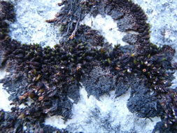 Image of orthotrichum moss