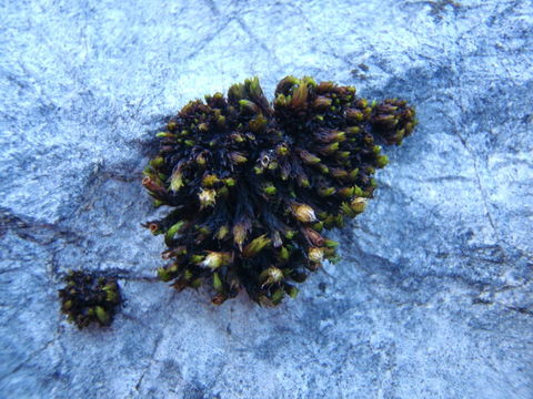 Image of orthotrichum moss