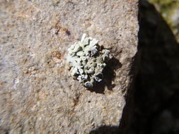 Image of Magnusson's rosette lichen