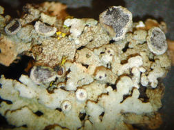 Image of Magnusson's rosette lichen