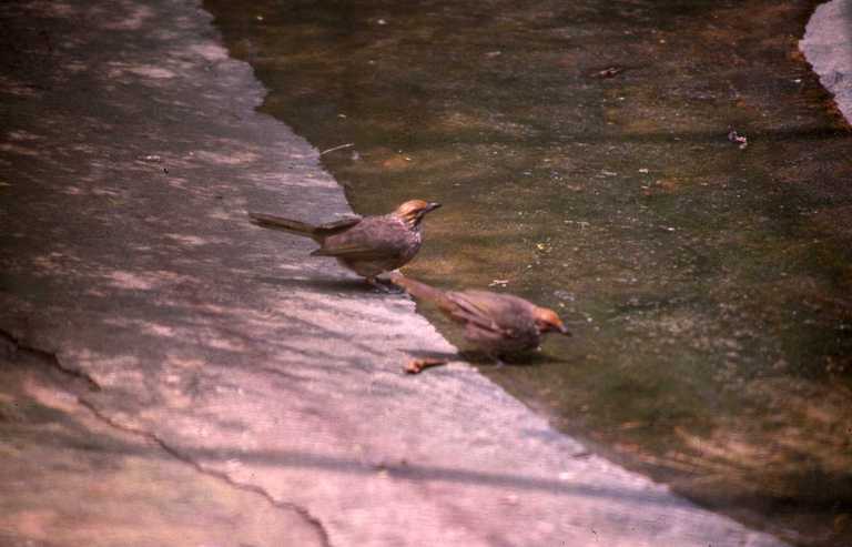 Image of Straw-crowned Bulbul