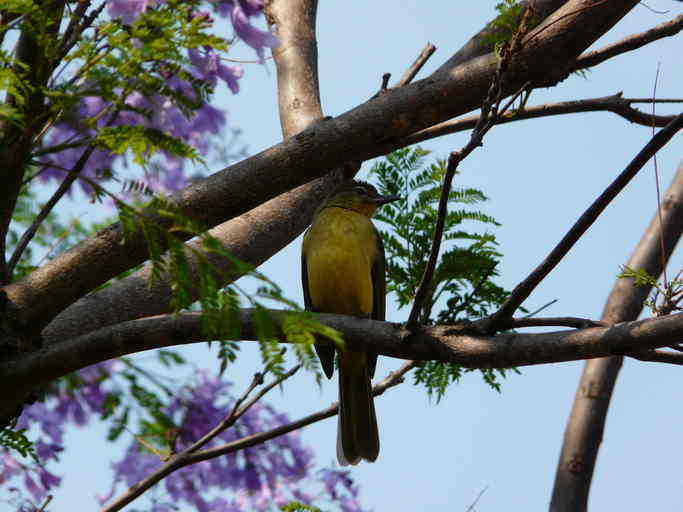 Image of Yellow-bellied Greenbul