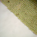 Image of dichodontium moss