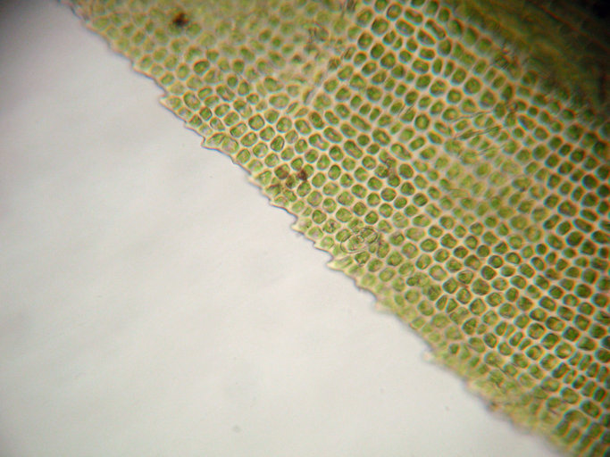 Image of dichodontium moss