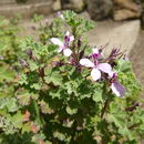 Image of Pelargonium exstipulatum (Cav.) L'Her.