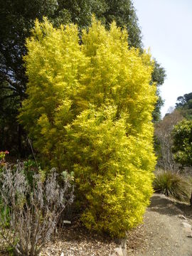 Image of Leucadendron eucalyptifolium Buek ex Meissn.