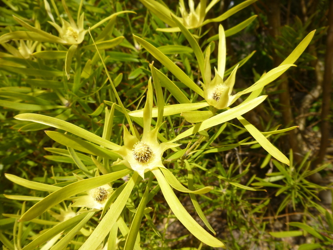 صورة Leucadendron eucalyptifolium Buek ex Meissn.