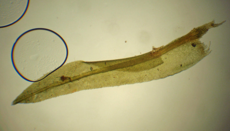 Image of dichodontium moss