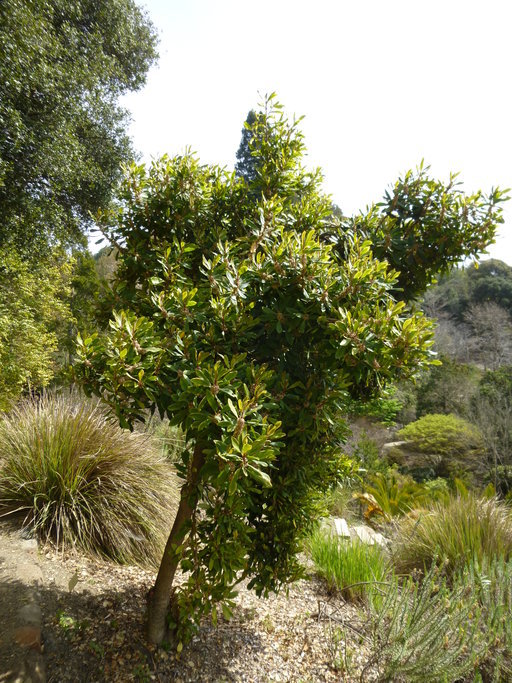 Plancia ëd Myrsine melanophloeos (L.) R. Br.