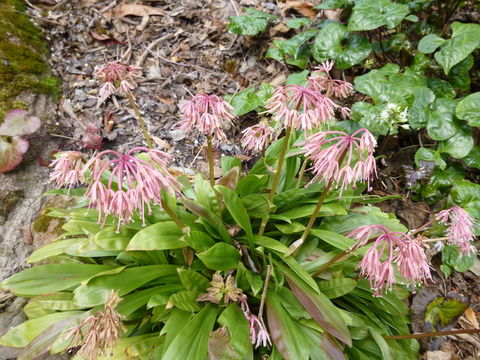 Image de <i>Heloniopsis acutifolia</i>