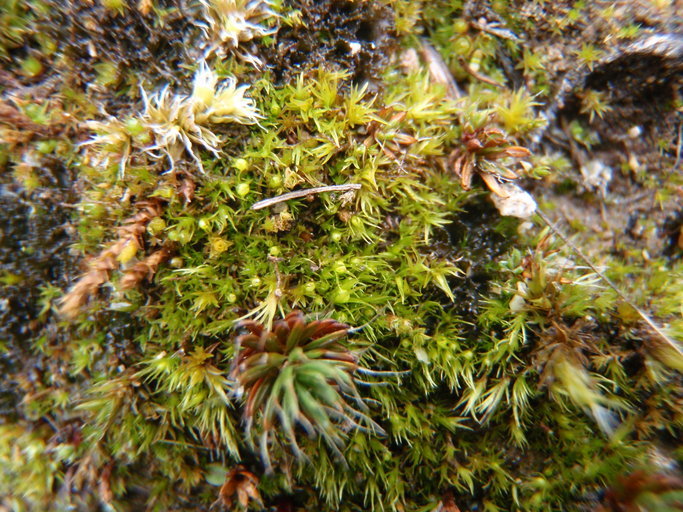 Image of pleuridium moss