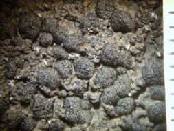 Image of arctic navel lichen