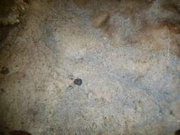 Image of arctic navel lichen