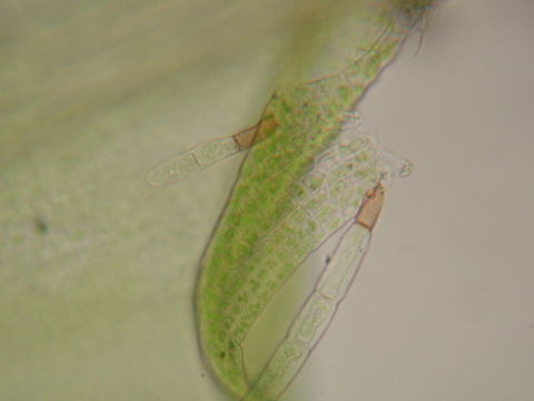 Image of leptobryum moss