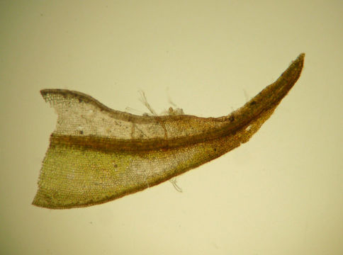 Image of leptobryum moss