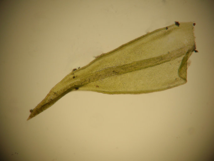 Image of leptobryum moss
