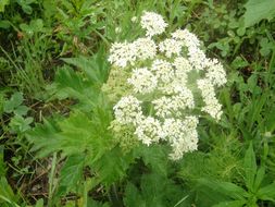 Image of common cowparsnip