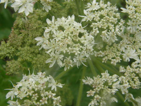 Plancia ëd <i>Heracleum maximum</i>