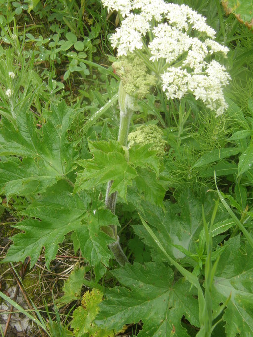 Image of common cowparsnip