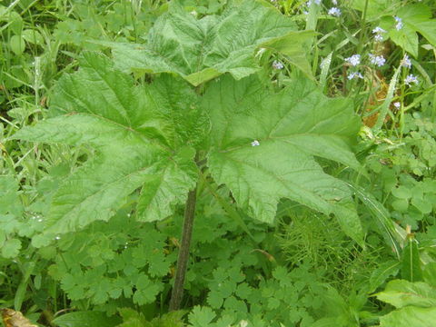 Plancia ëd <i>Heracleum maximum</i>