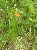 Image of orange agoseris