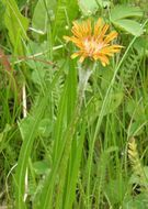 Image of orange agoseris