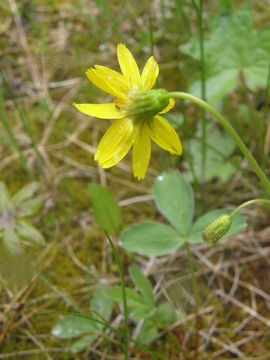 Image of heartleaf arnica