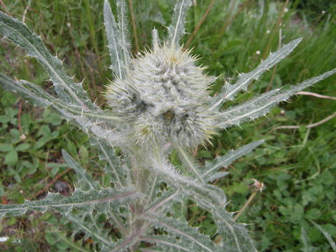 Sivun Cirsium hookerianum Nutt. kuva