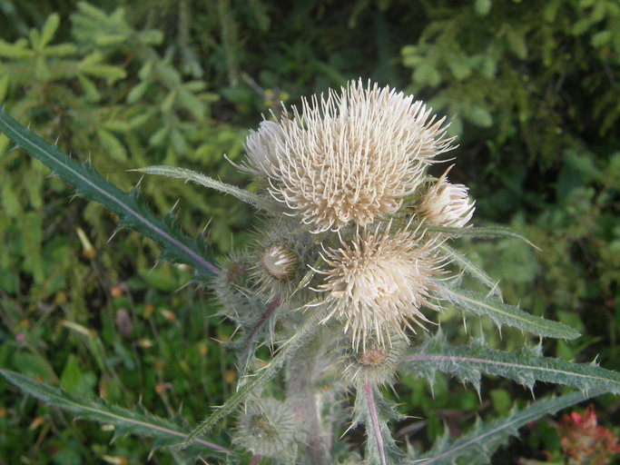 Image of white thistle