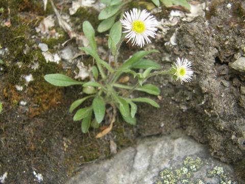 Image of tufted fleabane