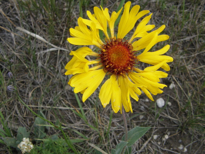 Plancia ëd Gaillardia aristata Pursh