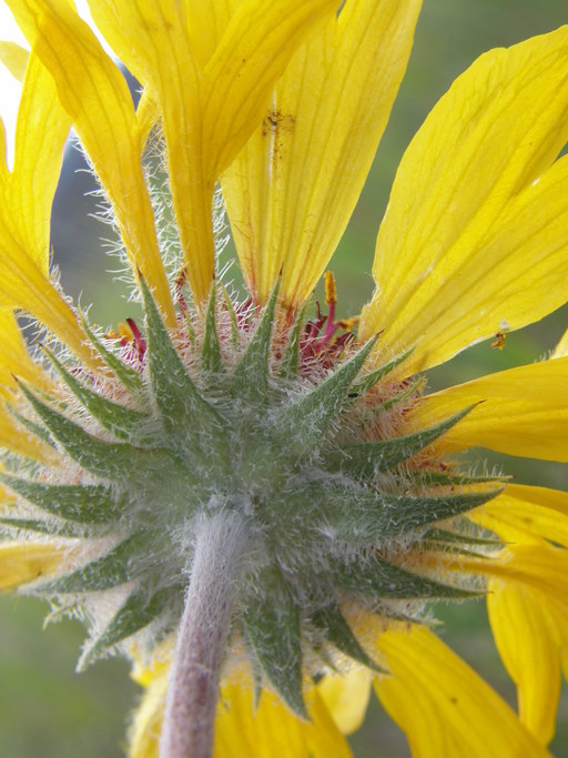 Plancia ëd Gaillardia aristata Pursh