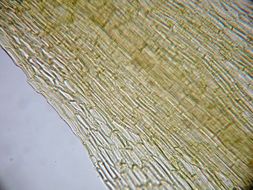 Image of acuminate pleuridium moss
