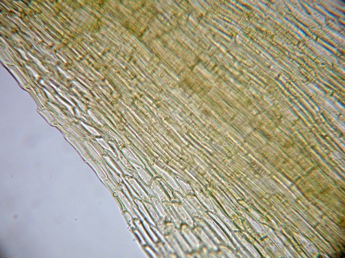 Image of acuminate pleuridium moss