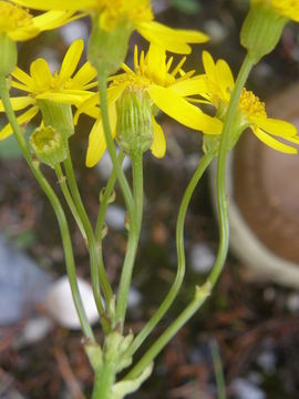 Image of prairie groundsel